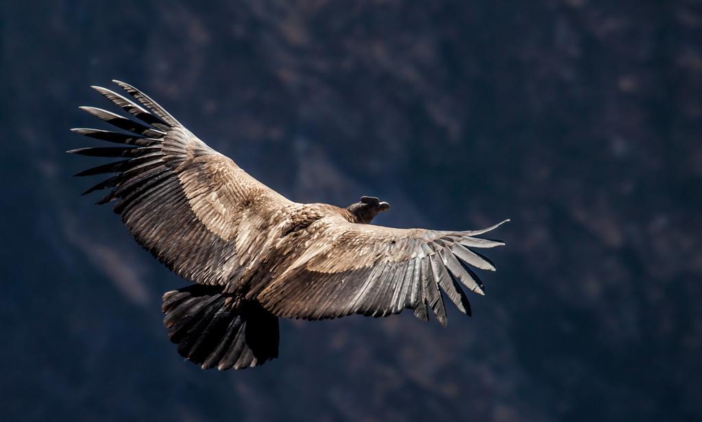 Eco Inn Colca Yanque 외부 사진